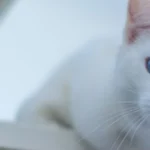 🐱 Turecká angora – Kráľovná bielej elegancie v tvojej obývačke