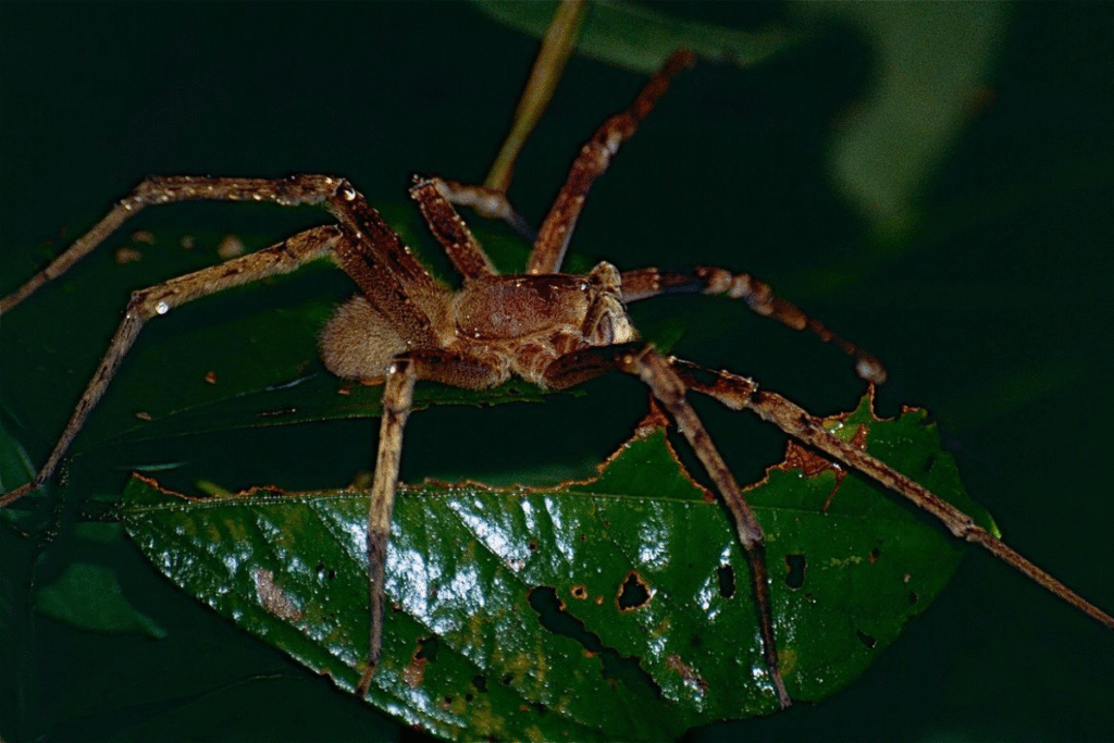 Brazílsky putujúci pavúk na zelenom veľkom liste v noci v prírode