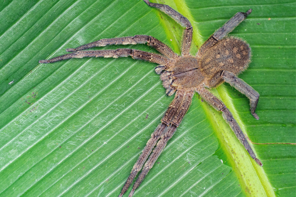 Brazílsky putujúci pavúk na zelenom veľkom liste