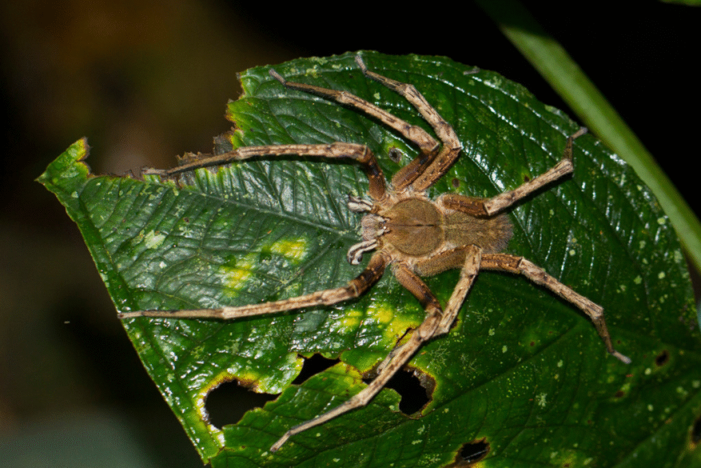 Brazílsky putujúci pavúk na zelenom veľkom liste