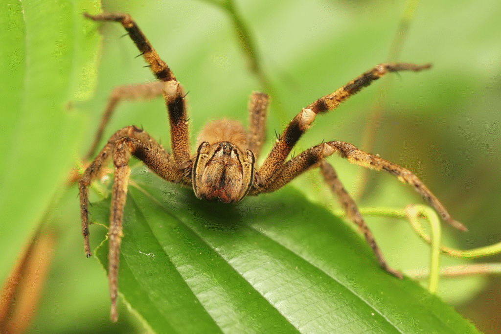 Brazílsky putujúci pavúk na zelenom veľkom liste v útočnom postoji