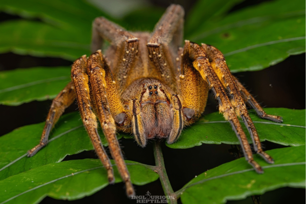 Brazílsky putujúci pavúk na zelenom veľkom liste detail z predu