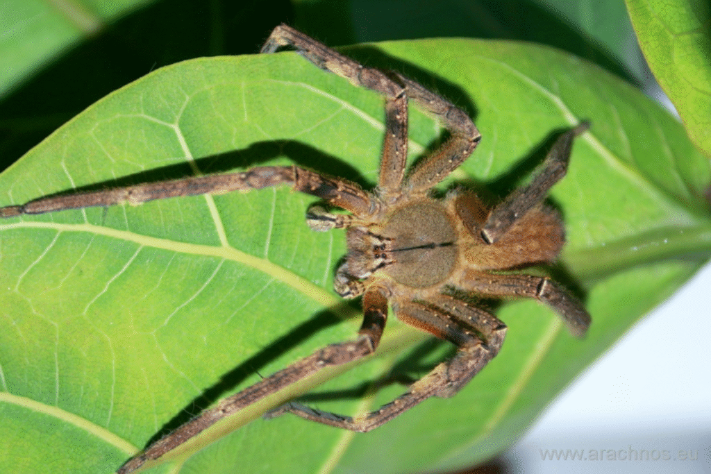 Brazílsky putujúci pavúk na zelenom veľkom liste