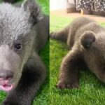 🐻 Dve malé medvieďatá, jedna veľká strata a obrovská snaha zachrániť život