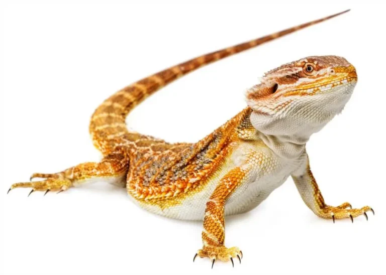 Agama bradatá fotka bez pozadia