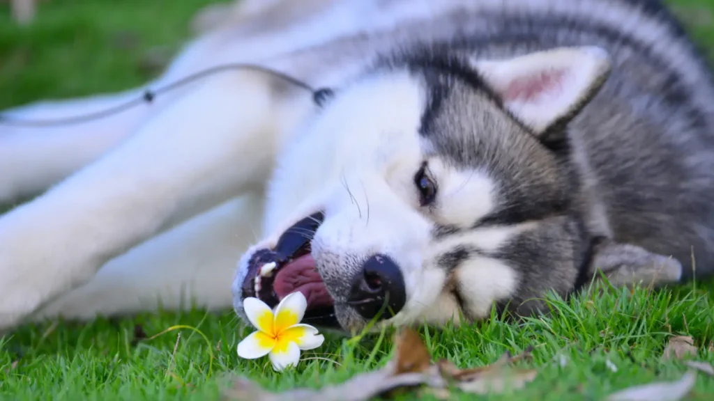 Sibírsky husky ležiaci na tráve