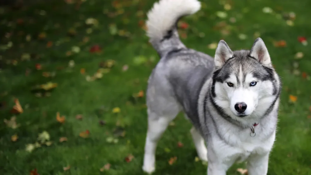 Sibírsky husky pózuje na tráve