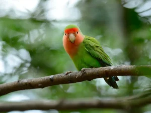 Agapornis ružohrdlý sediaci ba konári v prírode s pohladom dole na fotogragafa