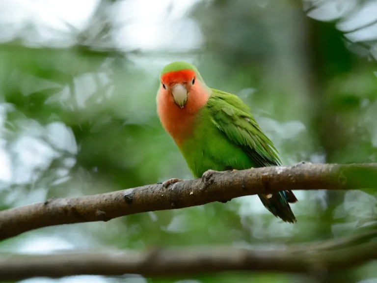 Agapornis ružohrdlý sediaci ba konári v prírode s pohladom dole na fotogragafa