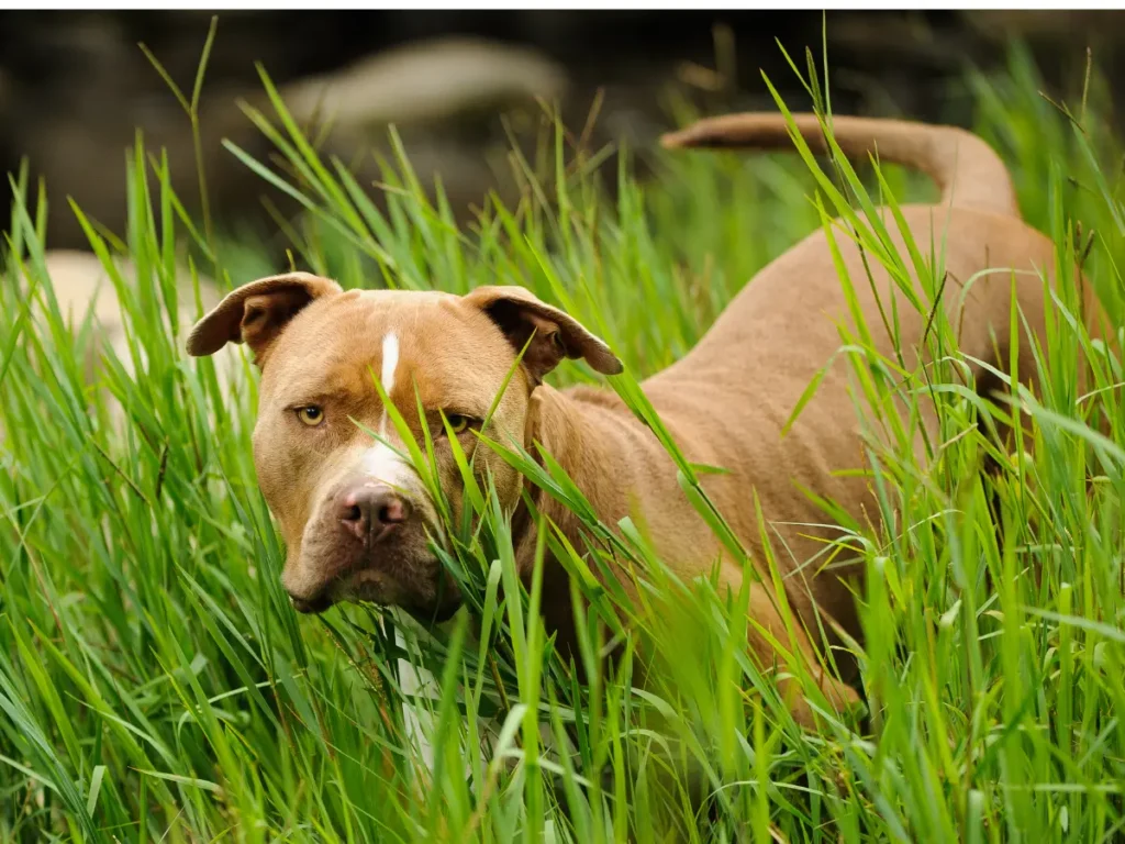Americký pitbulteriér vo vysokej trave