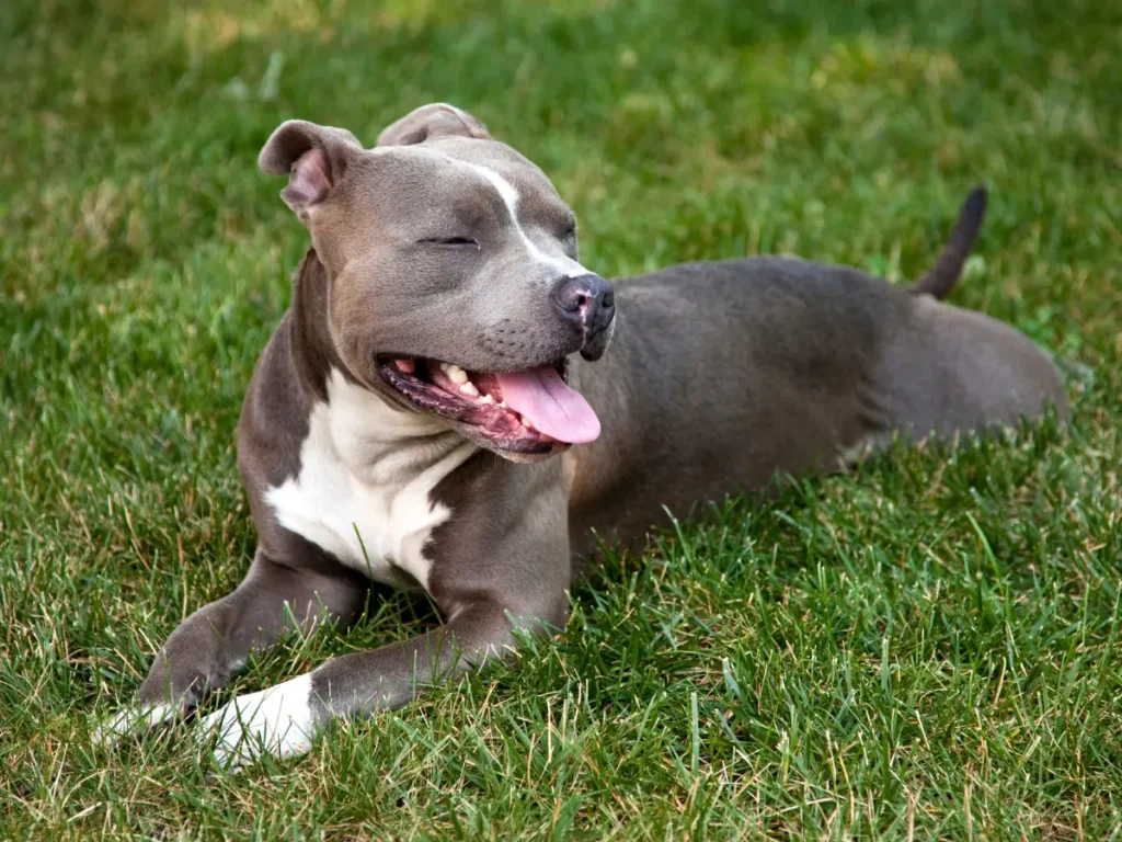 Americký pitbulteriér leži na tráve