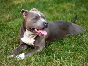 Americký pitbulteriér leži na tráve