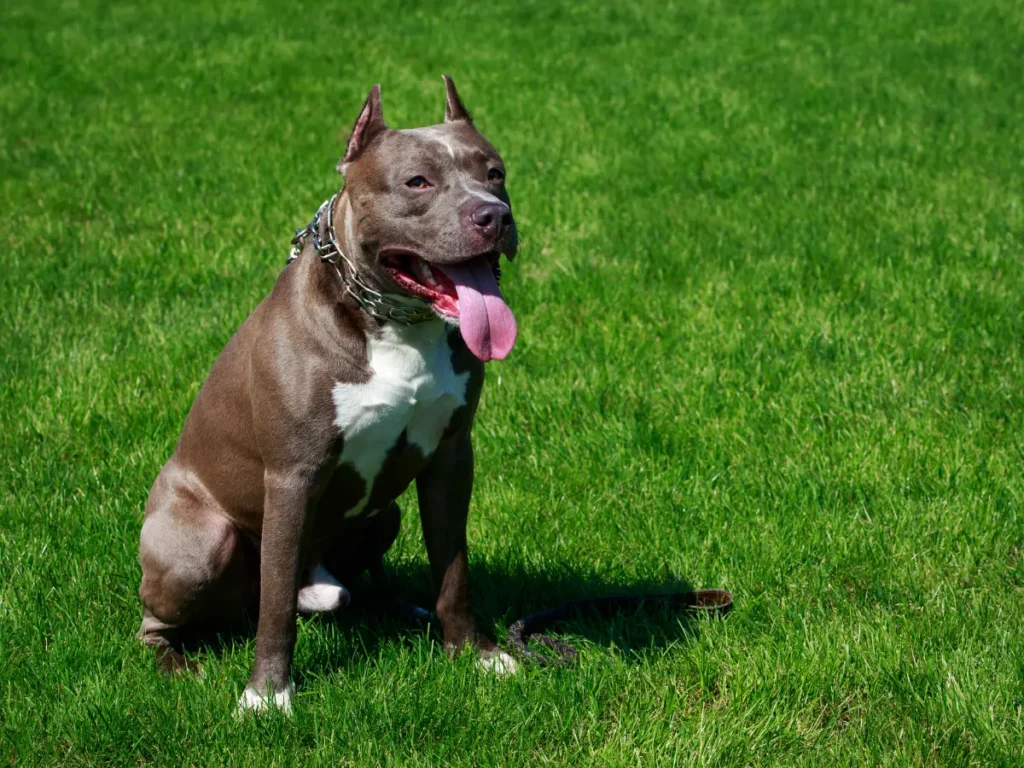 Americký pitbulteriér poslušne sedí s vyplazeným jazykom na trave