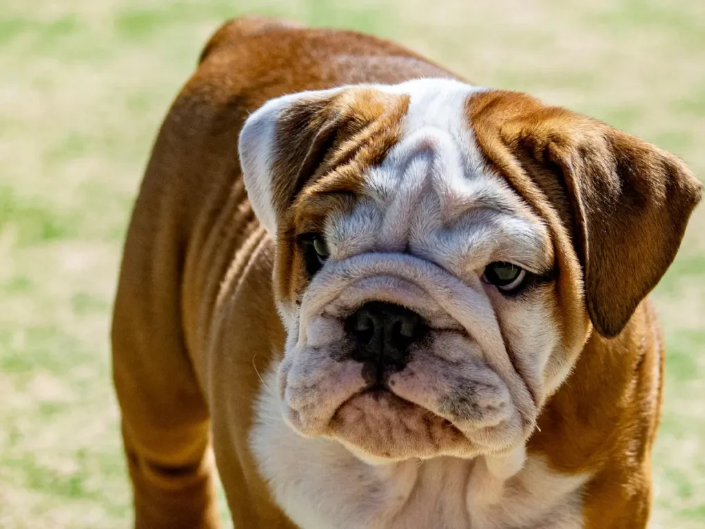 Anglický buldog foto z blízka