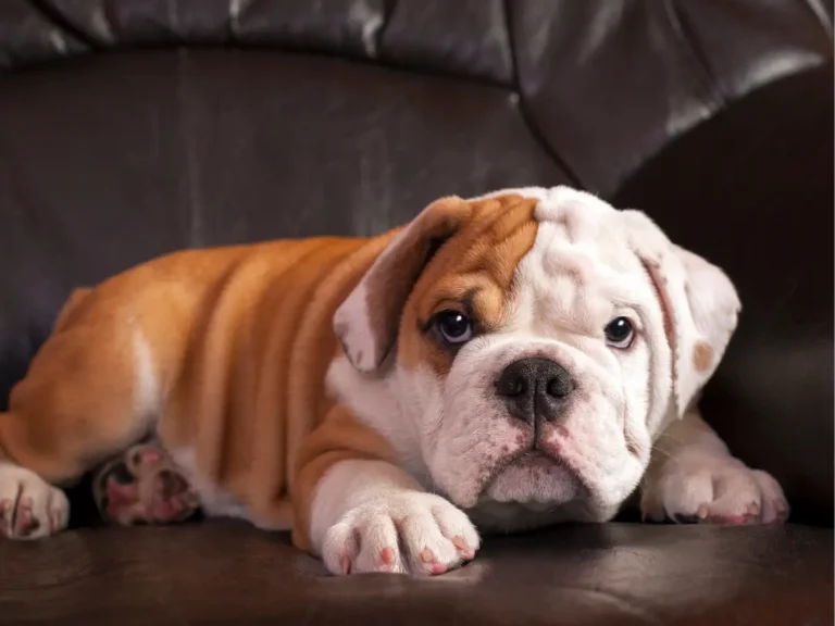 Anglický buldog mladý psík fotení na čiernom koženom kresle