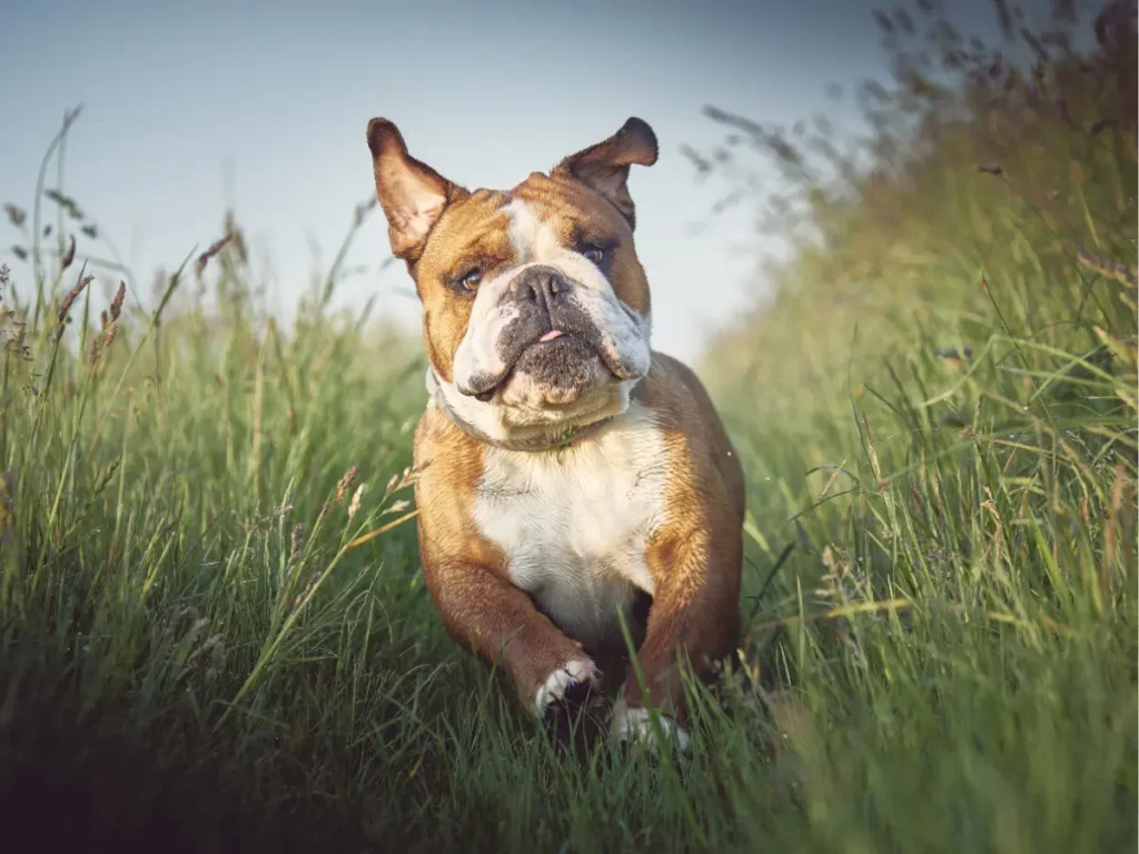 Anglický buldog zaber v behu