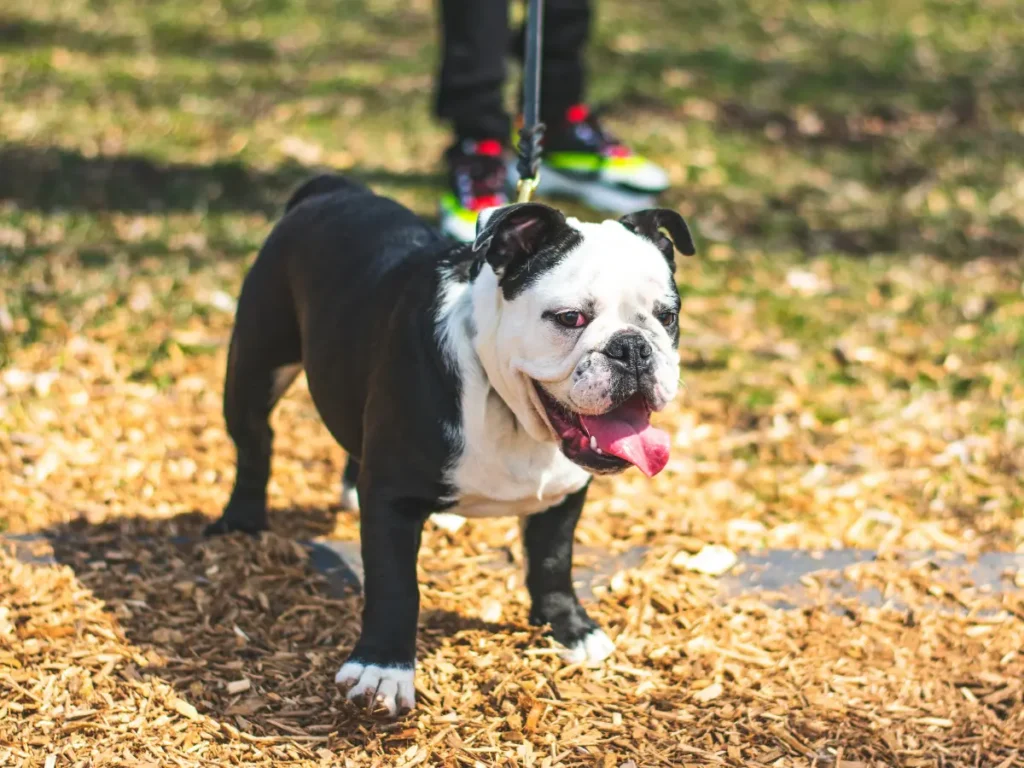 Anglický buldog na vodítku
