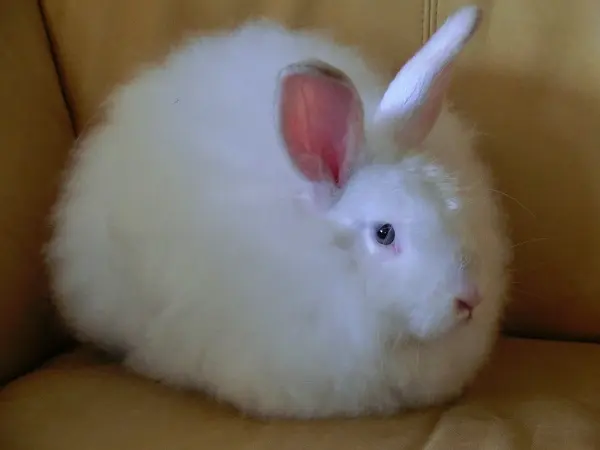 Angorský králik celý biely na hnedej sedačke