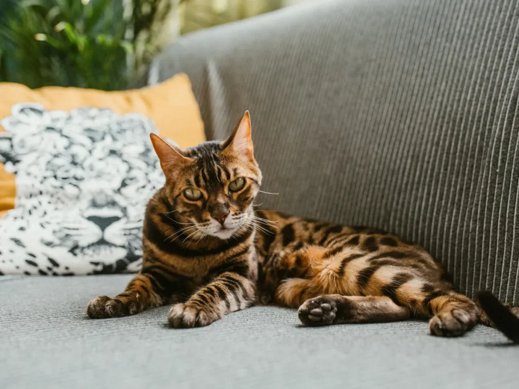 Bengálska mačka ležiaca na pohovke s pohľadom na na fotografa