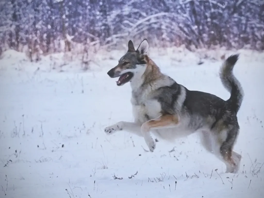 Československý vlčiak odfotení v zime v snehu v behu