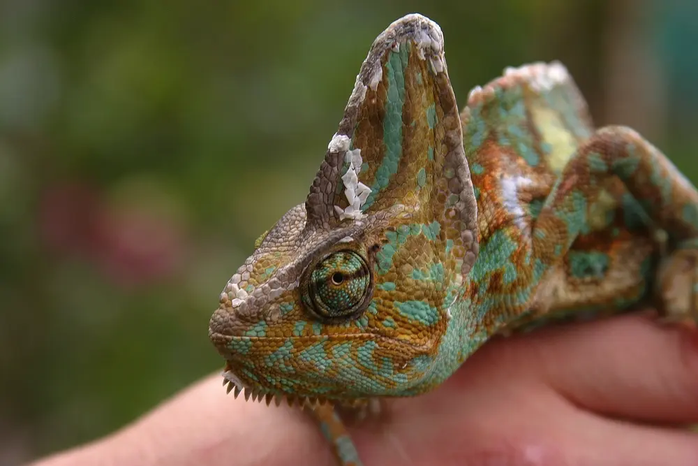 Chameleón jemenský v ruke chovateľa