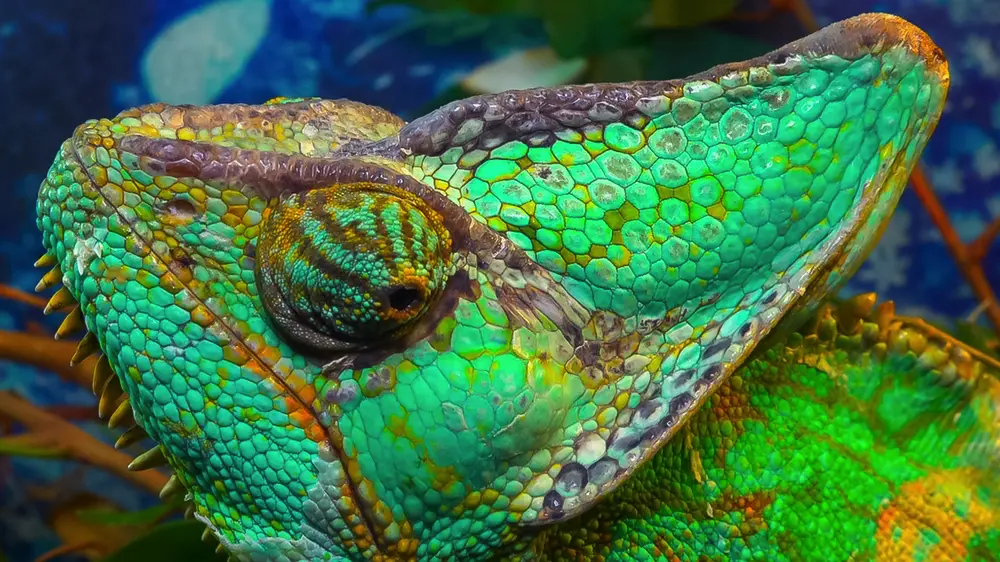 Chameleón jemenský detail hlavy