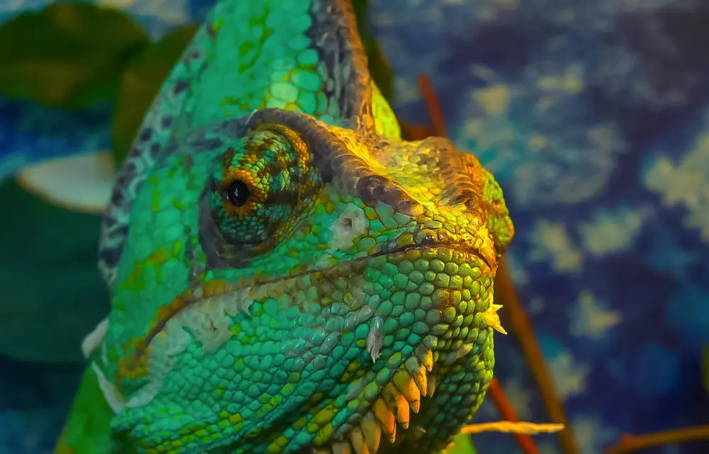 Chameleón jemenský detail hlavičky z predu