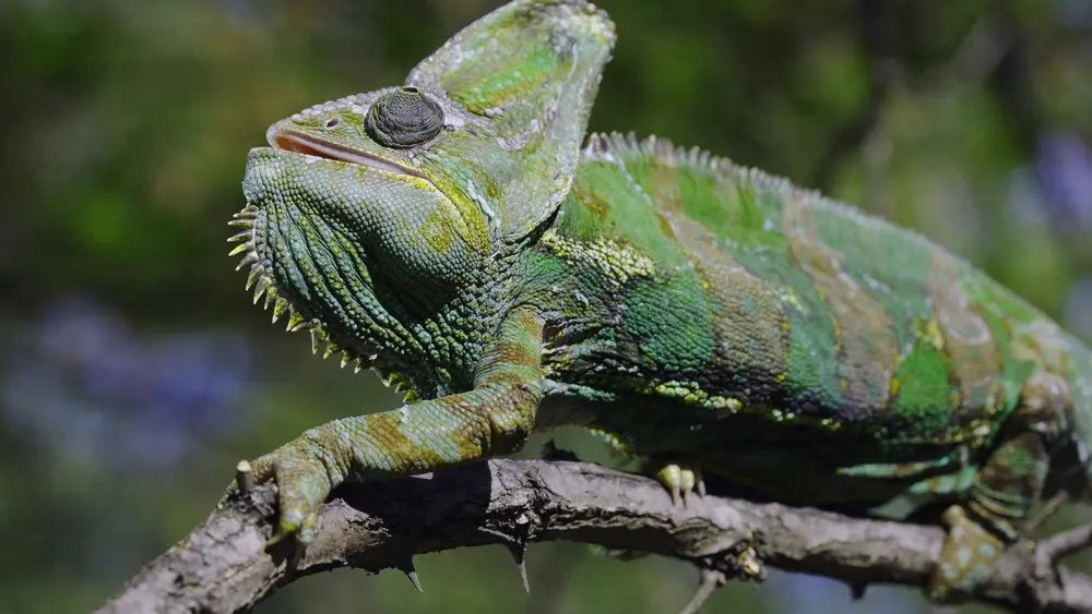 Chameleón jemenský na konáriku v prírode