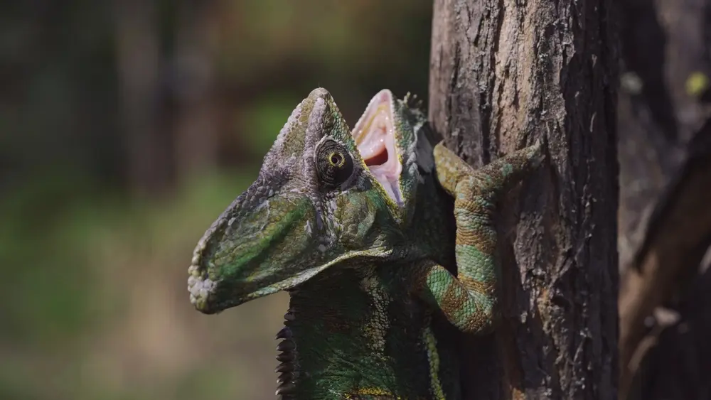 Chameleón jemenský lezie na knemi stromu