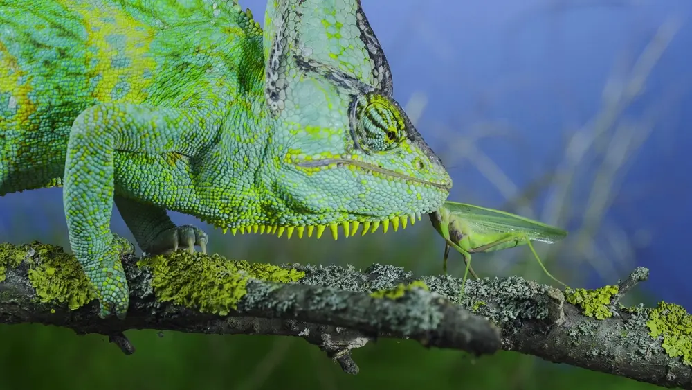 Chameleón jemenský ulovil kobylku
