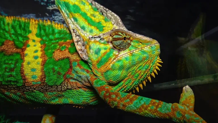 Chameleón jemenský veľmi krásne sfarbené telo
