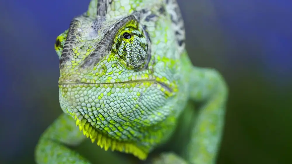 Chameleón jemenský detail hlavy z predu