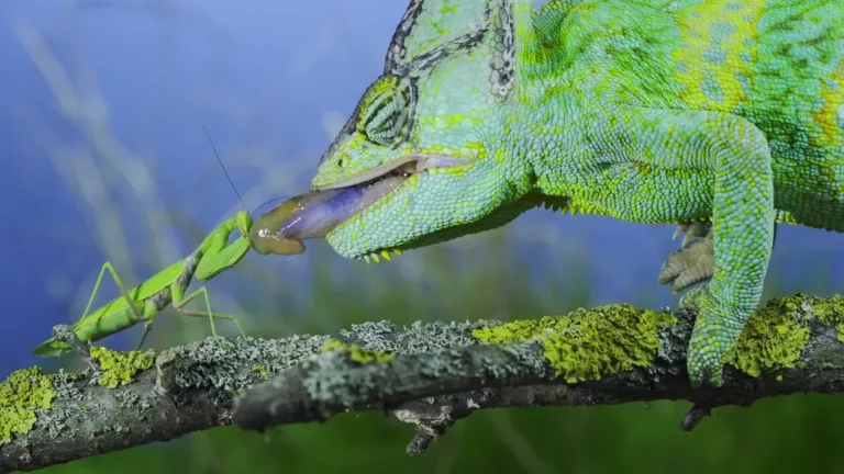 Chameleón jemenský pri love Modlivky v prírode