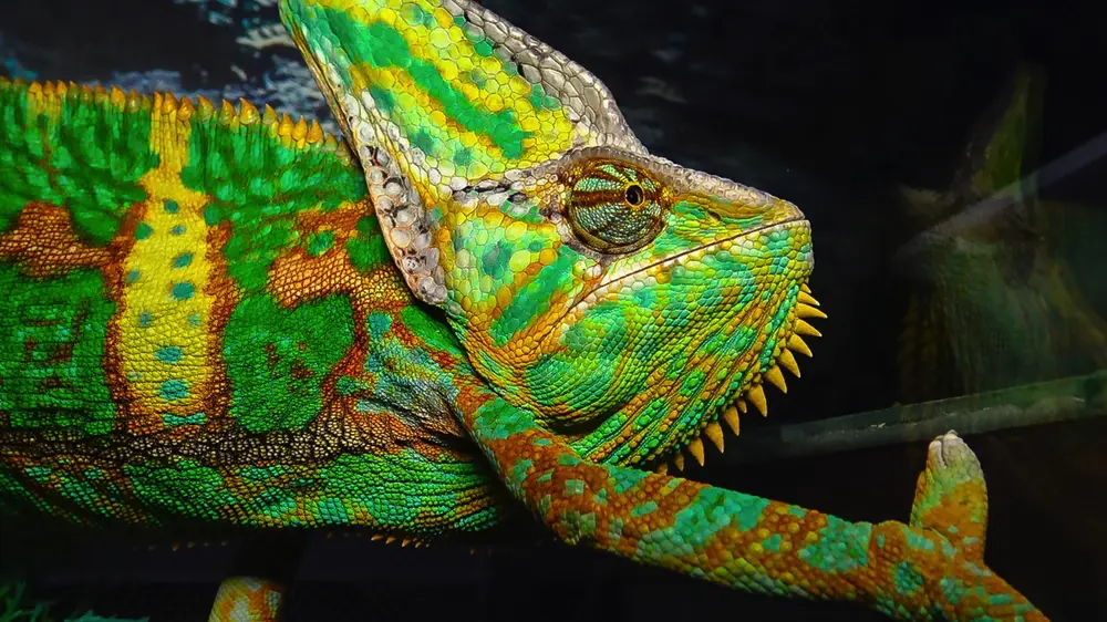 Chameleón jemenský veľmi krásne sfarbené telo