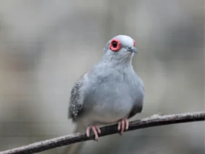 Diamantová hrdlička sediaca ja jeseň na tenkej vetvičke