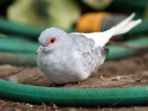 Diamantová hrdlička sediaca na zemi pri hadici na polievanie