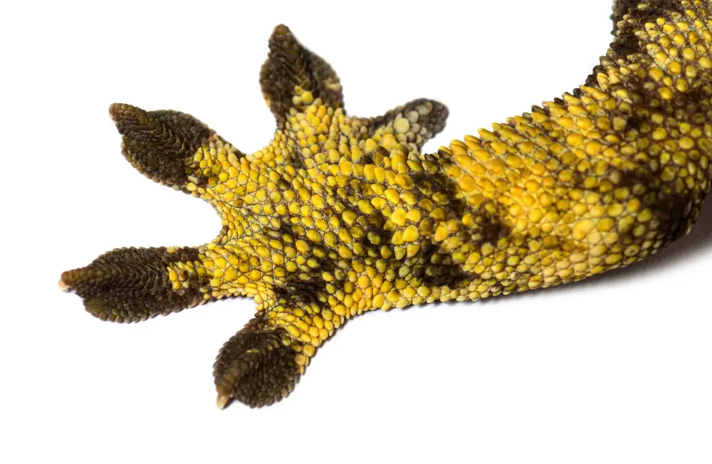 Gekón riasnatý predaná noha detail