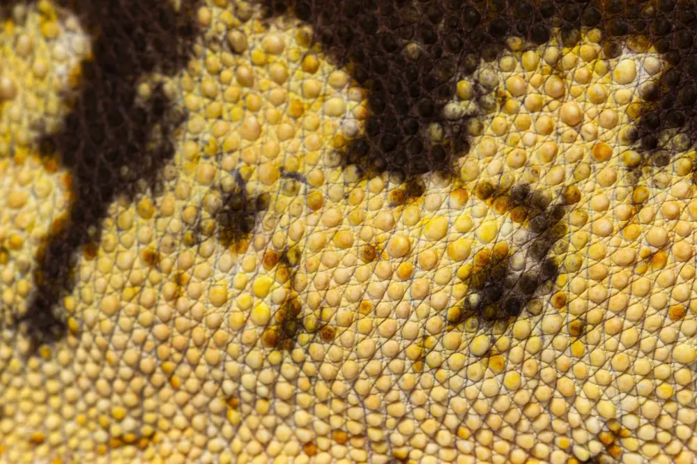 Gekón riasnatý detail kože
