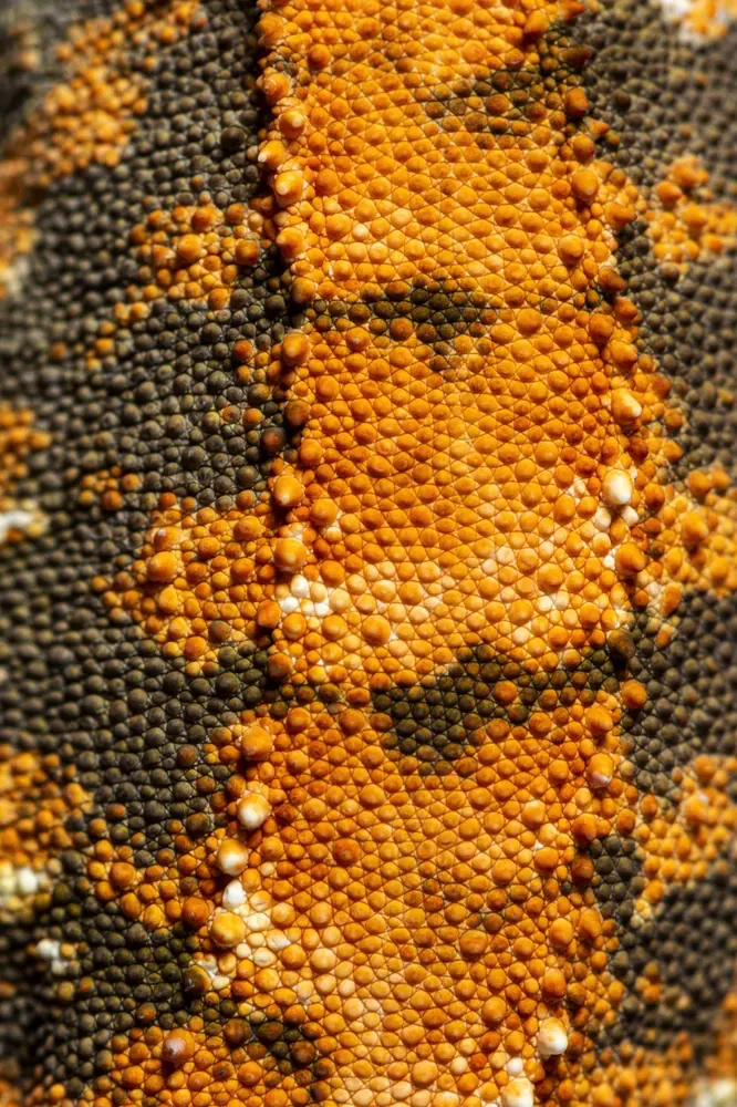 Gekón riasnatý makro detail kože