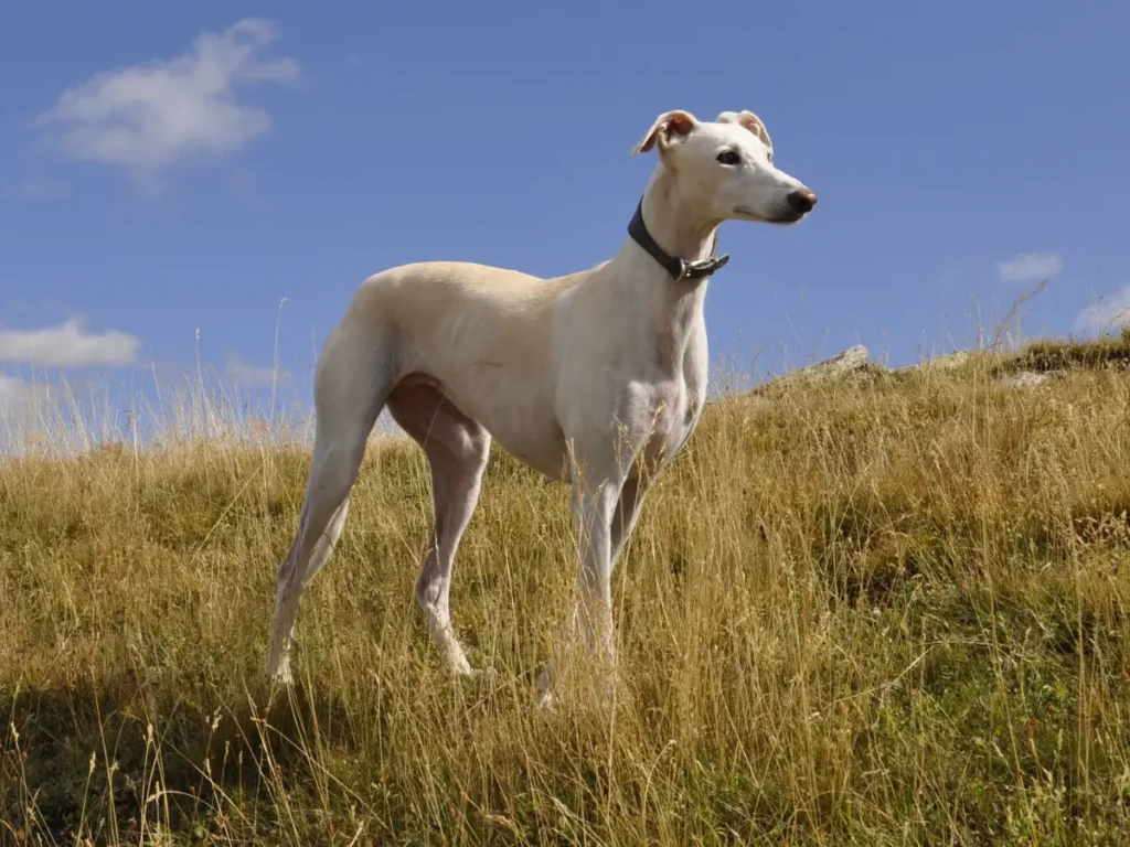 Greyhound pózuje v prírode