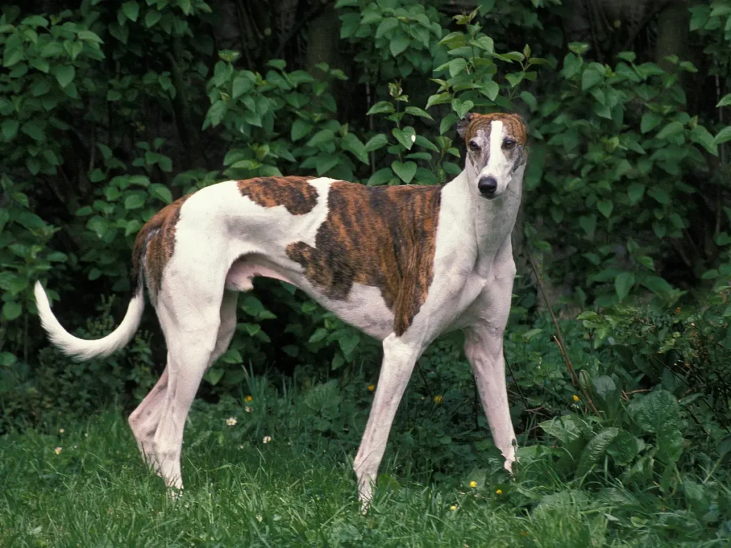 Greyhound stoji a pozoruje okolie pozadí husté stromi