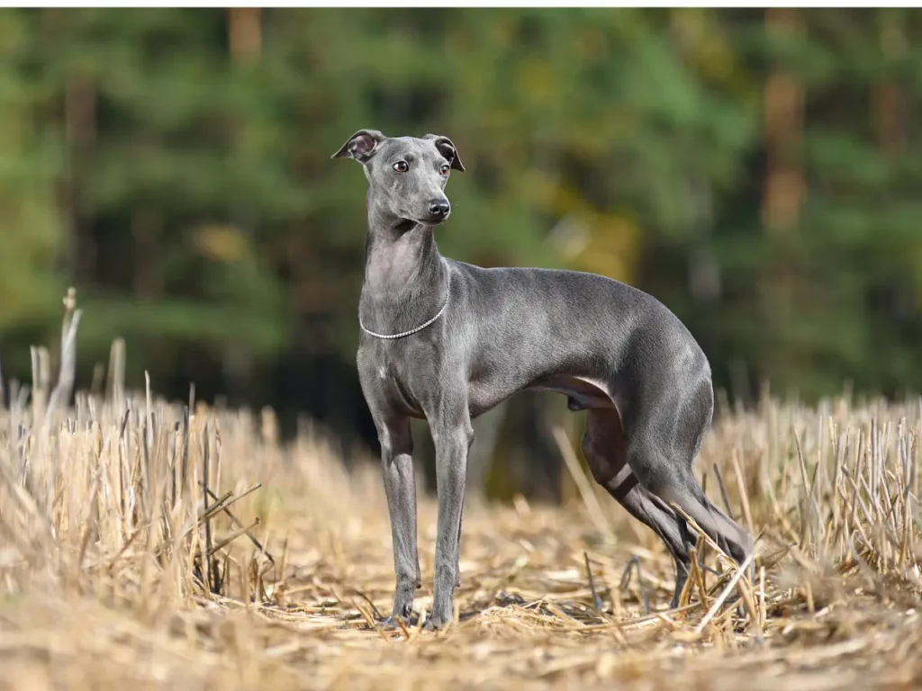 Greyhound stji a pozoruje na pokosenóm poli v pozadí les