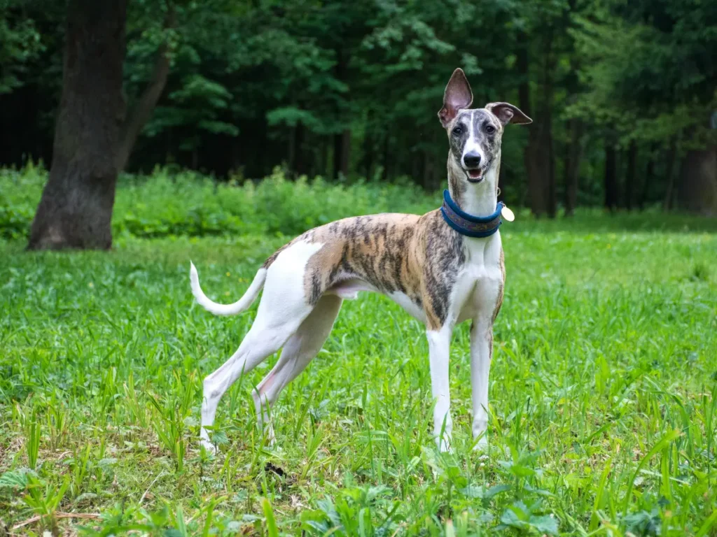 Greyhound pózuje pred lesom