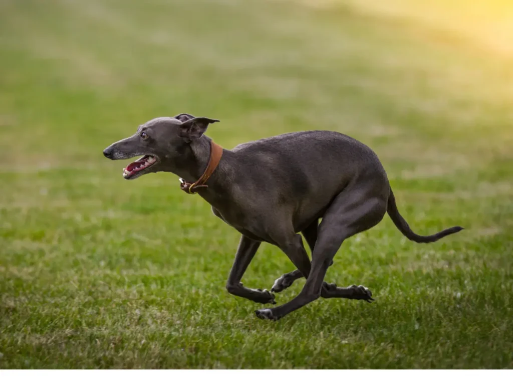 Greyhound zachteny v behu na zelenej luke