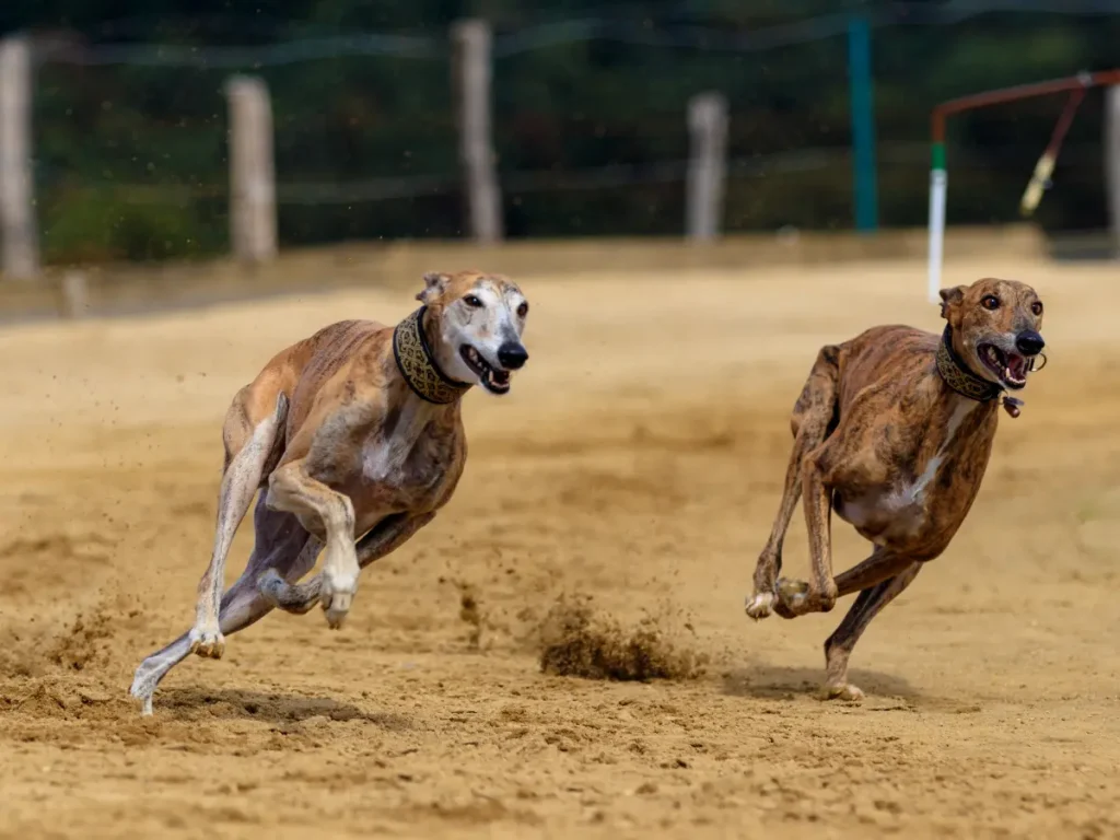 Greyhound na psych bežeckých pretekoch