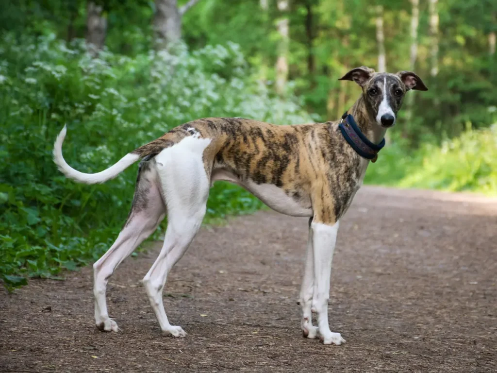 Greyhound pózuje v prírode na lesnej ceste