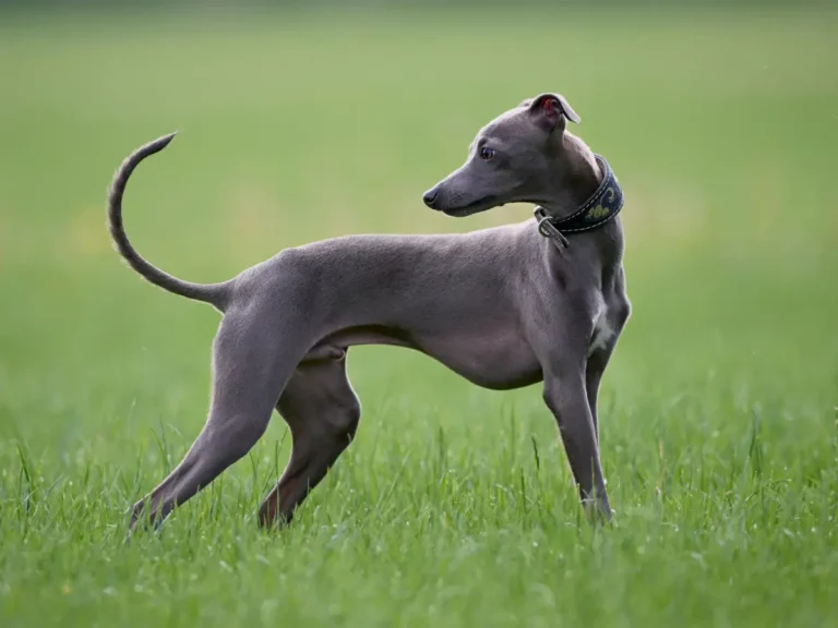 Greyhound pózuje na krásnom zelenom trávniku s pohľadom za seba