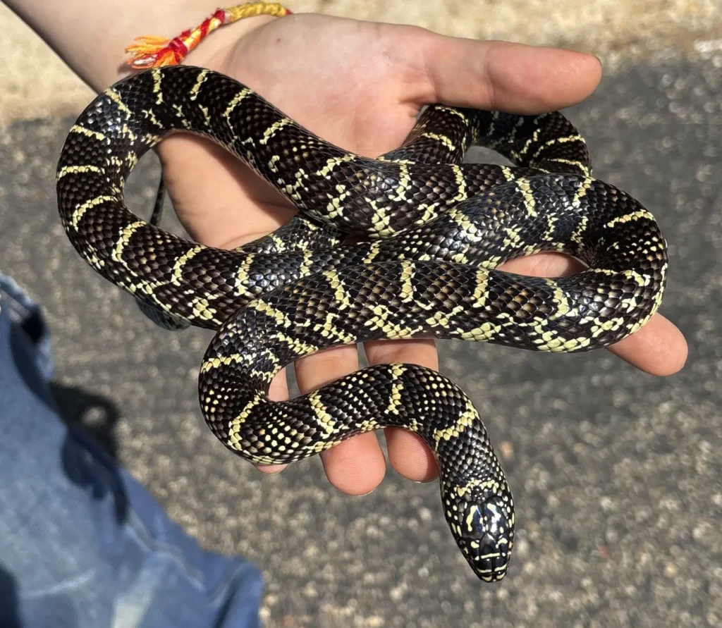 Hadiarka retiazková v dlani chovateľa s hlavou trčiacou mimo ruky