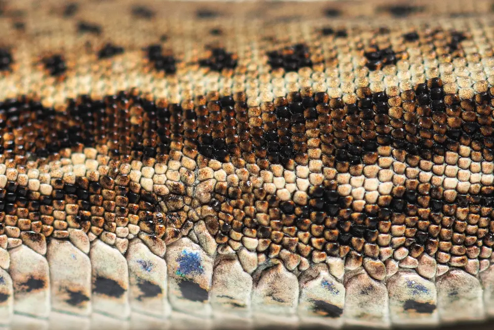 Jašterica múrová detail kože
