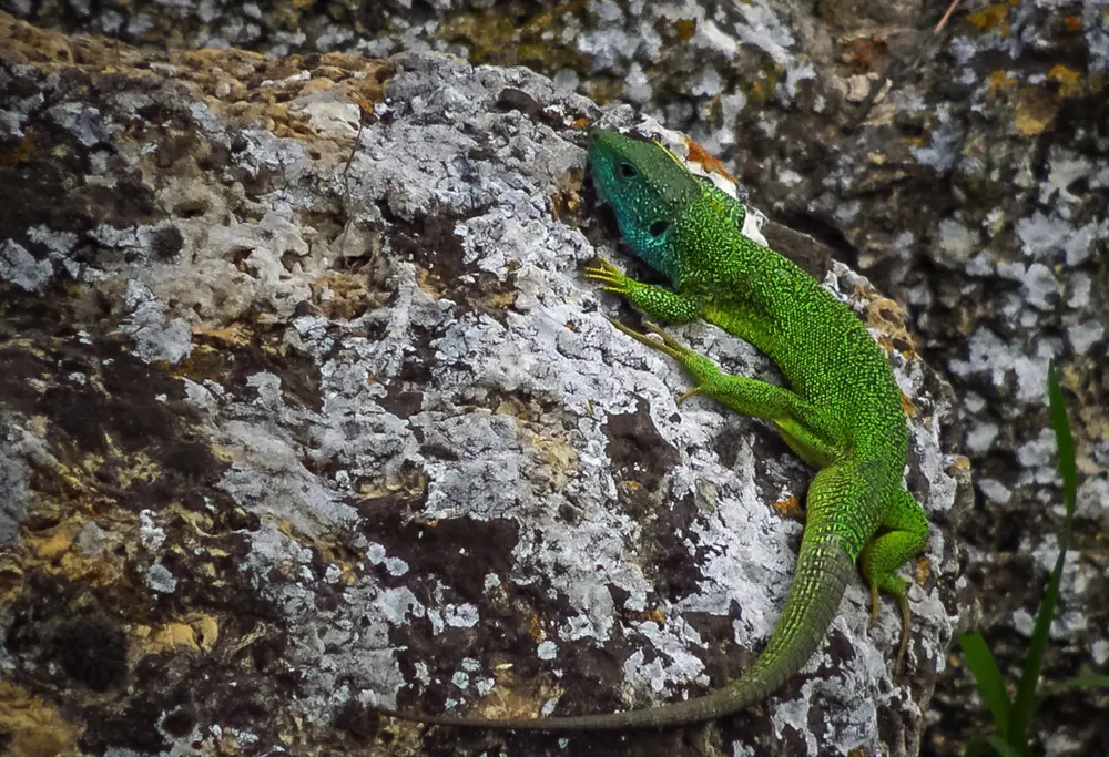 Jašterica zelená na skale v prírode